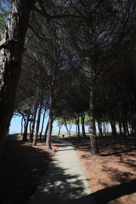 Pines Paradise At Blue Laguna Golem (Tirana)