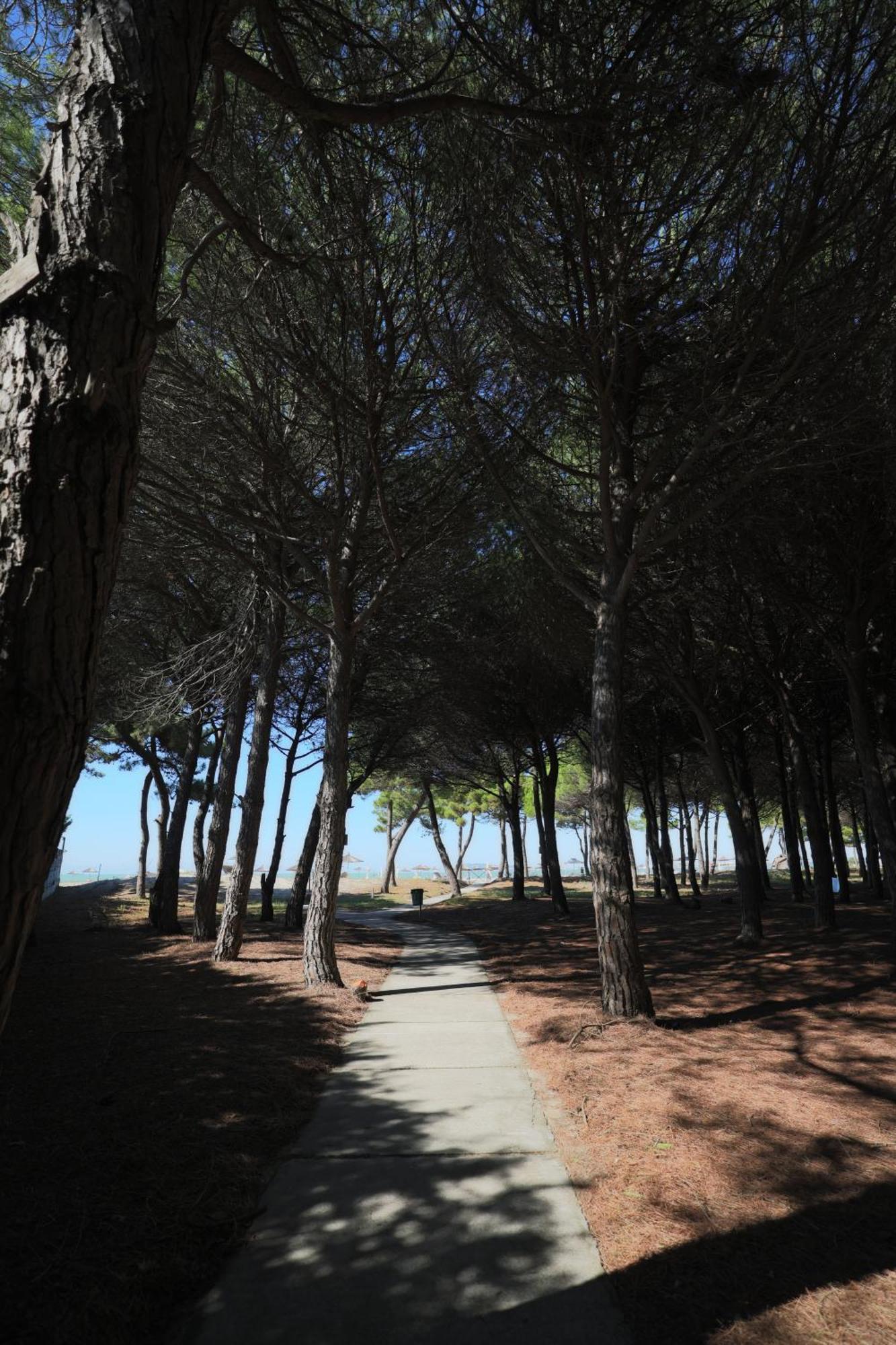 Pines Paradise At Blue Laguna